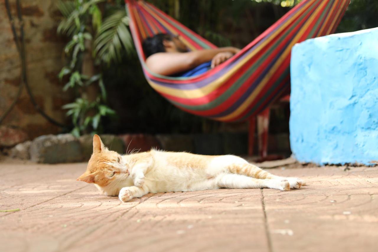 Goanvibes Hostel Anjuna Eksteriør billede
